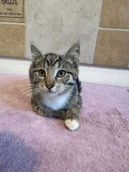 Viv -  Domestic Short Hair Cat for Adoption in Novato, California - Viv | PetCurious