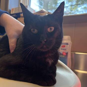 Domestic Short Hair Cats Available for Adoption - Betty Lou | PetCurious