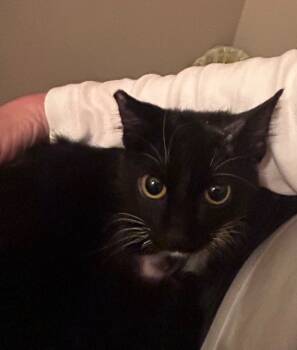 Rescue Domestic Medium Hair Cats for Adoption in Valley Park, Oklahoma - Stella | PetCurious