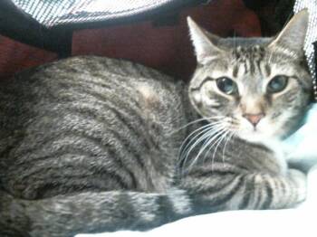 MARTHA -  Domestic Short Hair Cat for Adoption in Houston, Texas - MARTHA | PetCurious