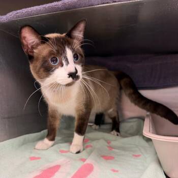 Dasher -  Domestic Short Hair and Siamese Cat for Adoption in Buffalo, New York - Dasher | PetCurious