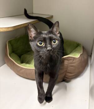 Sally -  Domestic Short Hair Cat for Adoption in Athol, Massachusetts - Sally | PetCurious