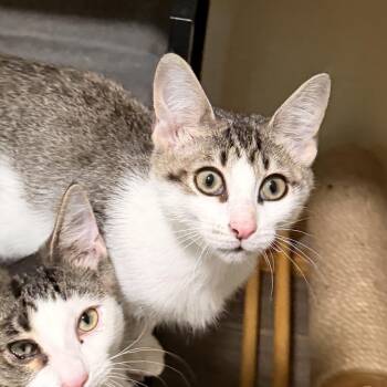 Edward -  Domestic Short Hair Cat for Adoption in Richland, Michigan - Edward | PetCurious