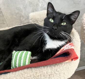 Domestic Short Hair Cats Available for Adoption in Dublin, Ohio - Kristal | PetCurious