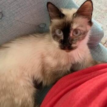 Rescue Domestic Medium Hair and Domestic Short Hair Cats for Adoption in Dallas, Texas - Ojitos | PetCurious