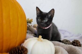 Monica 1199-26 -  Domestic Short Hair Cat for Adoption in Cumming, Georgia - Monica 1199-26 | PetCurious