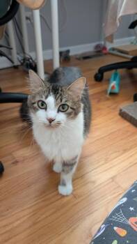 Beatrice -  Domestic Long Hair Cat for Adoption in Wheaton, Illinois - Beatrice | PetCurious