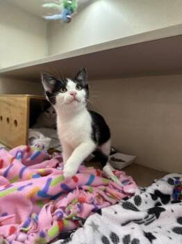 Marty -  Domestic Short Hair Cat for Adoption in Bellevue, Washington - Marty | PetCurious