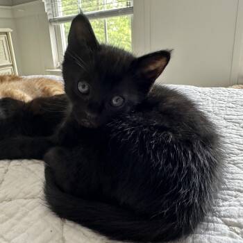 Domestic Short Hair Cats Available for Adoption in Bear, Delaware - Pebbles | PetCurious