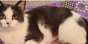Rescue Domestic Short Hair Cats for Adoption in Houston, Texas - MooMoo | PetCurious