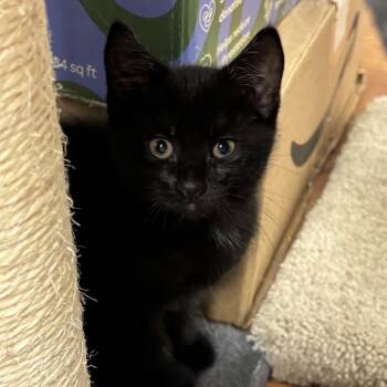 Goldie -  Domestic Short Hair Cat for Adoption in Queenstown, Maryland - Goldie | PetCurious