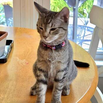 Mark -  Domestic Short Hair Cat for Adoption in Richmond, Virginia - Mark | PetCurious