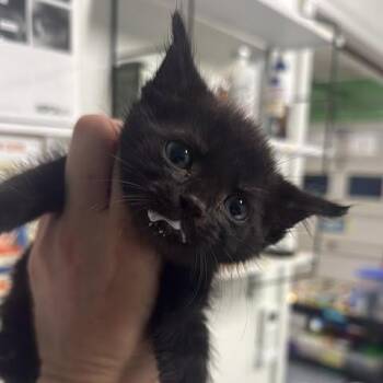 Trelawney -  Domestic Short Hair Cat for Adoption in Fredericksburg, Virginia - Trelawney | PetCurious