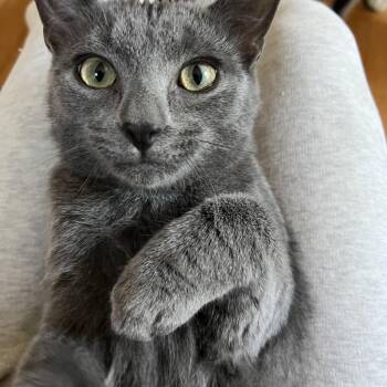 Pumpkin -  Domestic Short Hair Cat for Adoption in Honeoye, New York - Pumpkin | PetCurious