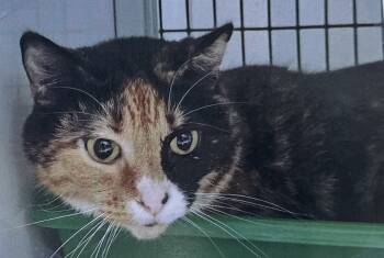 Rescue Domestic Short Hair Cats for Adoption in Fort Madison, Iowa - Rowdy | PetCurious