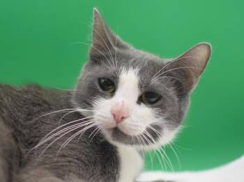 Wiggy -  Domestic Short Hair Cat Available for Adoption in Portland, Oregon - Wiggy | PetCurious