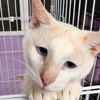 Crossing Guard -  Siamese and Domestic Short Hair Cat for Adoption in Boerne, Texas - Crossing Guard | PetCurious