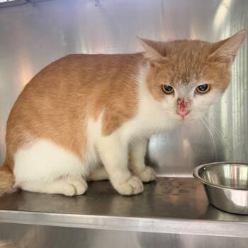 Parker -  Domestic Short Hair Cat for Adoption in Columbus, Georgia - Parker | PetCurious