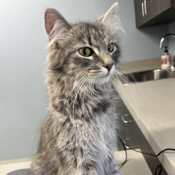 Kit Kat -  Domestic Medium Hair Cat for Adoption in Oak Park, Illinois - Kit Kat | PetCurious