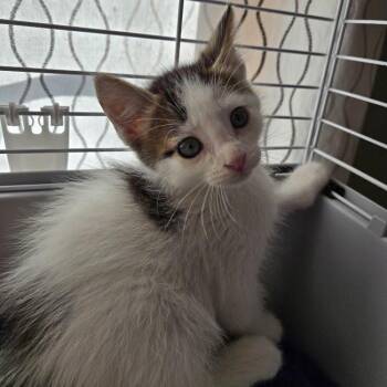 Knox -  Domestic Short Hair Cat for Adoption in Sioux Falls, South Dakota - Knox | PetCurious
