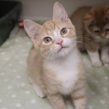 Binx -  Domestic Short Hair Cat for Adoption in Champaign, Illinois - Binx | PetCurious