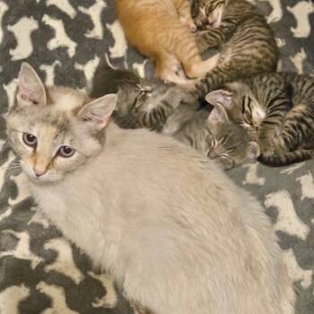 Rescue Siamese Cats for Adoption in Muncie, Indiana - Rosie | PetCurious