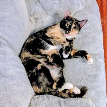 Melley aka Meadow -  Domestic Medium Hair Cat for Adoption in San Antonio, Texas - Melley Aka Meadow | PetCurious