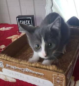 Rescue Domestic Short Hair Cats for Adoption in Russellville, Kentucky - Matcha | PetCurious