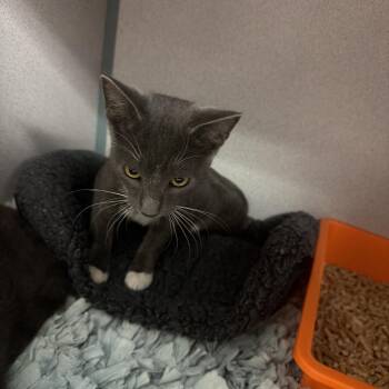 1180-C26 -  Domestic Short Hair Cat for Adoption in Port Charlotte, Florida - 1180-C26 | PetCurious