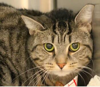 Domestic Short Hair Cats Available for Adoption - Sarah | PetCurious