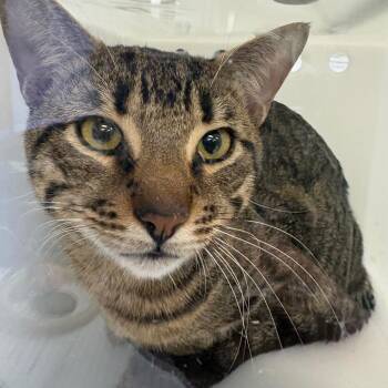 Domestic Short Hair Cats Available for Adoption - 02/24/2026-Stray-MaconRoad | PetCurious