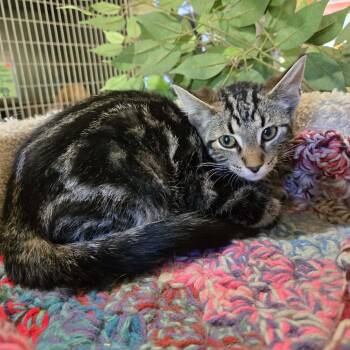 Major -  Domestic Short Hair Cat for Adoption in Park Falls, Wisconsin - Major | PetCurious