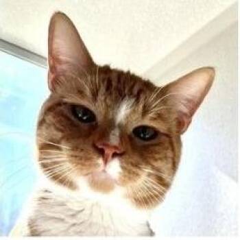 Domestic Short Hair Cats Available for Adoption - Lorenzo | PetCurious