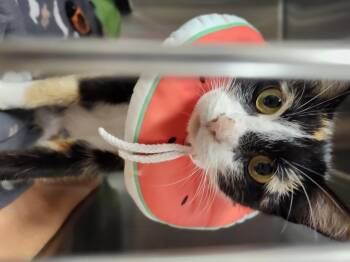 Rescue Domestic Short Hair Cats for Adoption in Renfrew, Pennsylvania - Mama Cass | PetCurious