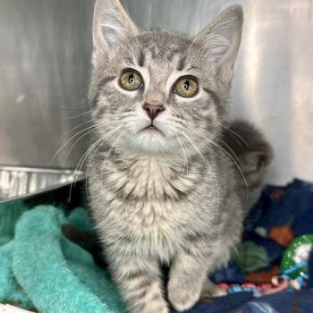 Slate -  Domestic Short Hair Cat for Adoption in Matteson, Illinois - Slate | PetCurious