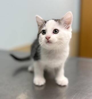 Blanche -  Domestic Medium Hair Cat for Adoption in Sioux City, Iowa - Blanche | PetCurious
