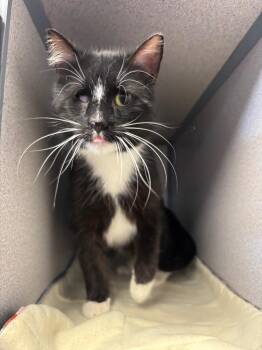 Domestic Medium Hair Cats Available for Adoption in Liverpool, New York - One Eye Billy | PetCurious