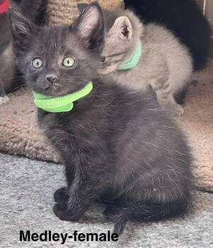Domestic Medium Hair and Siamese Cats Available for Adoption in Crystal Lake, Illinois - Medley | PetCurious