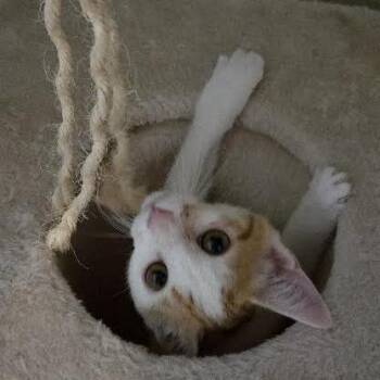 Justin Voight -  Domestic Short Hair Cat for Adoption in Madison, Wisconsin - Justin Voight | PetCurious