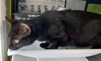 *Camaron* -  Domestic Short Hair Cat for Adoption in Salt Lake City, Utah - *Camaron* | PetCurious