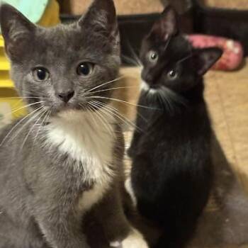 Tucker -  American Shorthair Cat for Adoption in Bethel, Connecticut - Tucker | PetCurious