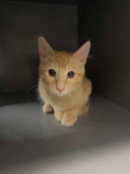 Rescue Tabby and Domestic Medium Hair Cats for Adoption in Antioch, California - Tigger Bump | PetCurious