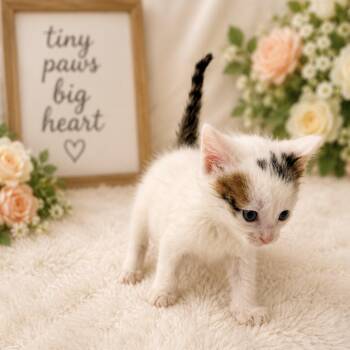 Domestic Short Hair and Calico Cats Available for Adoption in Charles City, Iowa - Raspberry | PetCurious