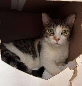 Nabi -  Domestic Short Hair Cat for Adoption in Honolulu, Hawaii - Nabi | PetCurious