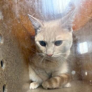 Oliver -  Domestic Short Hair Cat for Adoption in Philadelphia, Pennsylvania - Oliver | PetCurious