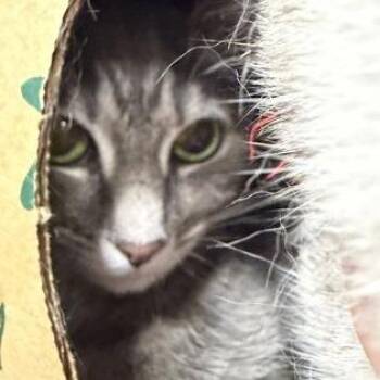Freya -  Domestic Short Hair and Mixed Breed Cat for Adoption in Ashtabula, Ohio - Freya | PetCurious