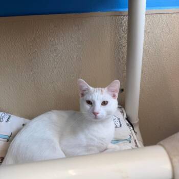 Lime -  Domestic Short Hair Cat for Adoption in Mankato, Minnesota - Lime | PetCurious