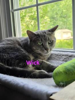 Wick -  Domestic Short Hair Cat for Adoption in Telford, Pennsylvania - Wick | PetCurious