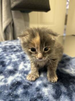 Carlotta -  Domestic Medium Hair Cat for Adoption in Tucson, Arizona - Carlotta | PetCurious