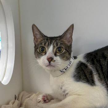 Domestic Short Hair Cats Available for Adoption in West Palm Beach, Florida - Huie | PetCurious